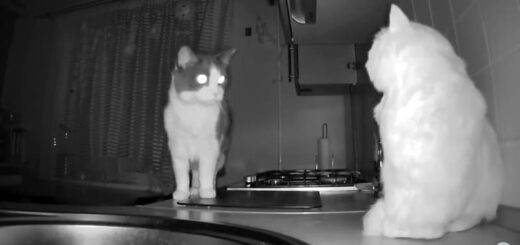 赤外線カメラで撮影したプーシク君の夜活