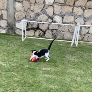 ゴールキーパーとしての才能を開花させた猫