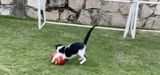 ゴールキーパーとしての才能を開花させた猫