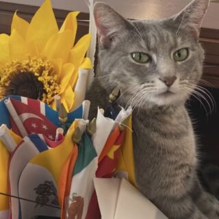 バイデン大統領夫妻の愛猫、ウィローちゃん