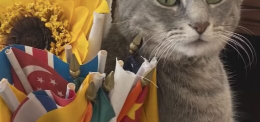 バイデン大統領夫妻の愛猫、ウィローちゃん