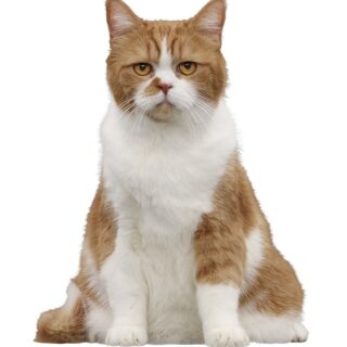 Y!mobile 初代ふてニャン 春馬くん