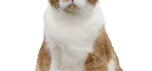 Y!mobile 初代ふてニャン 春馬くん