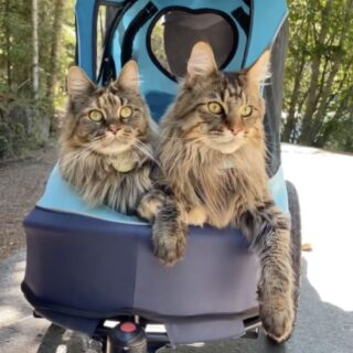 メインクーンのフィグちゃんとスカウト君