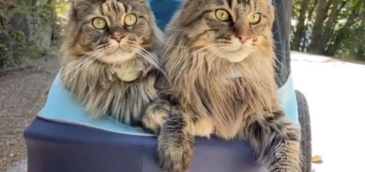 メインクーンのフィグちゃんとスカウト君