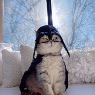 コスプレにゃんこ、ベンソン君