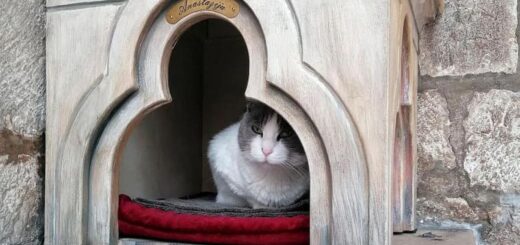 ドゥブロヴニクのレクター宮殿で暮らすアナスタシアちゃん