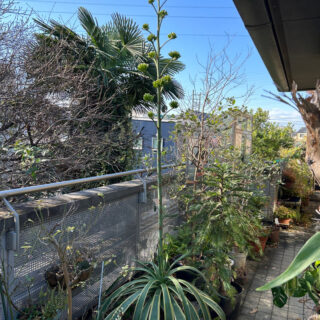 バルコニーで開花準備中のアガベ・ベネズエラ (Agave desmettiana)