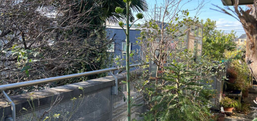 バルコニーで開花準備中のアガベ・ベネズエラ (Agave desmettiana)