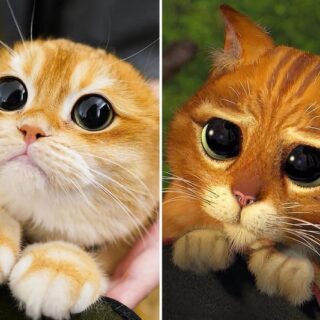 ピスコ君と『長ぐつをはいたネコ』のプス