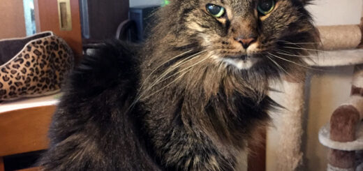 18歳のお誕生日のアンチョ先生（2019年）