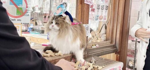節分の豆まきに挑戦する芦ノ牧温泉駅のさくらちゃん