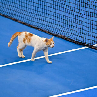 「WTA500 ドーハ」のテニスコートに乱入した猫 (Photo by Noushad Thekkayil/NurPhoto via Getty Images)
