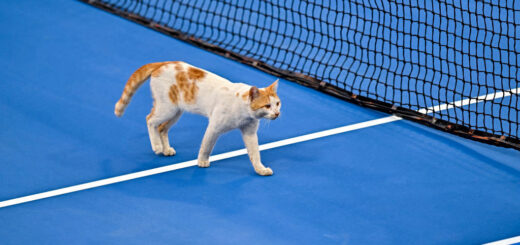 「WTA500 ドーハ」のテニスコートに乱入した猫 (Photo by Noushad Thekkayil/NurPhoto via Getty Images)