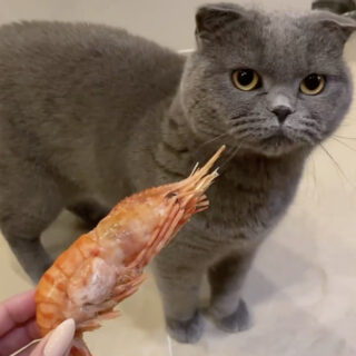 エビが大嫌いなバロン君