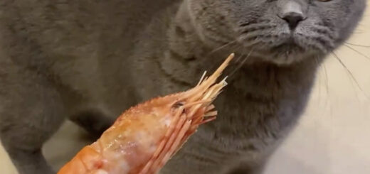 エビが大嫌いなバロン君