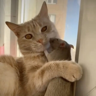 仲良しな茶トラのペルシヤちゃんとネズミのフィル君