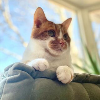 毎朝のおしゃべりが日課のビーン君