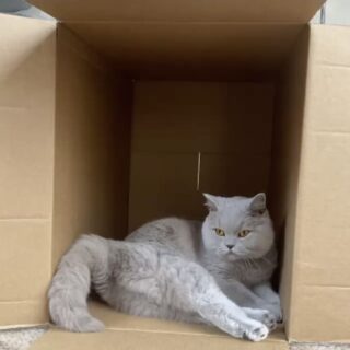 ダンボール箱の中でくつろぐベラちゃん