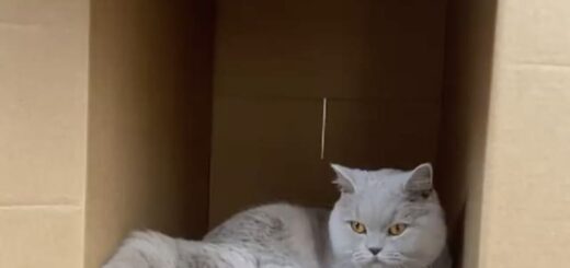 ダンボール箱の中でくつろぐベラちゃん