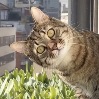 ご近所のストーカー猫