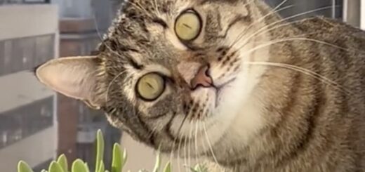 ご近所のストーカー猫