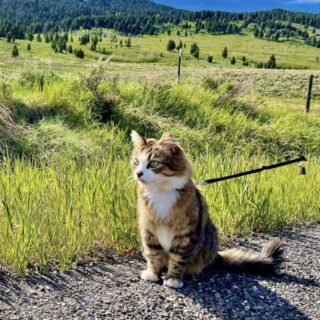 飼い主さんと旅するにゃんこ、バオズちゃん