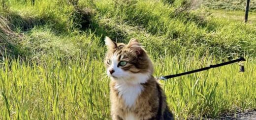 飼い主さんと旅するにゃんこ、バオズちゃん