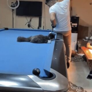 ビリヤードでナイスプレーを披露した猫