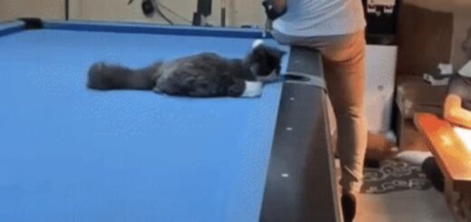 ビリヤードでナイスプレーを披露した猫