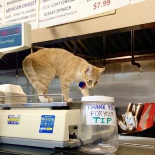 ニューヨークの雑貨店の看板猫 “ボデガ・キャット”