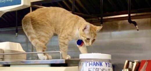 ニューヨークの雑貨店の看板猫 “ボデガ・キャット”