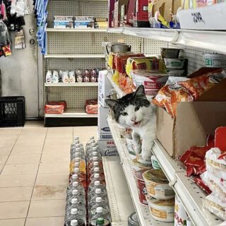 NYの看板猫、ボデガ・キャット