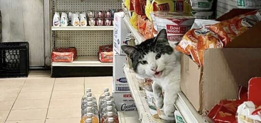 NYの看板猫、ボデガ・キャット