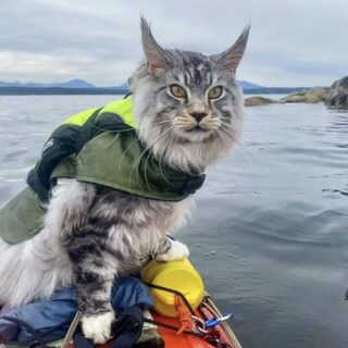 メインクーンの冒険家にゃんこ、ボーディ君