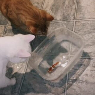 ロボフィッシュに夢中になるマフィン君とナゲット君