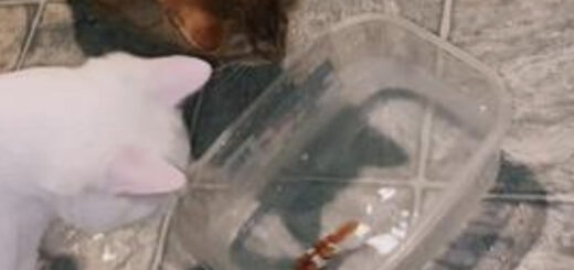 ロボフィッシュに夢中になるマフィン君とナゲット君