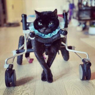 歩行器を使って歩く黒猫 ブルティス