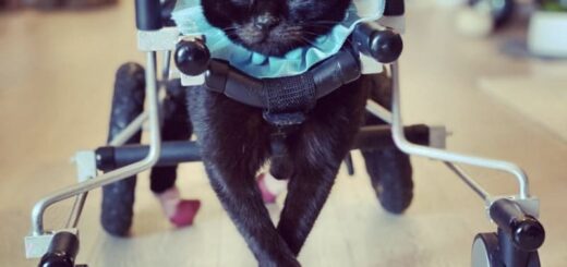 歩行器を使って歩く黒猫 ブルティス