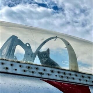 ヒッコリー航空博物館で屋外展示されている飛行機の中に入り込んだ子猫