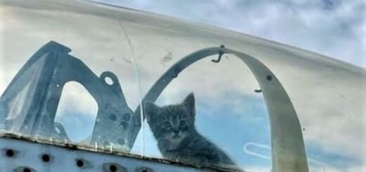 ヒッコリー航空博物館で屋外展示されている飛行機の中に入り込んだ子猫