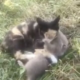 巨大ネズミを毛繕いしまくる三毛猫