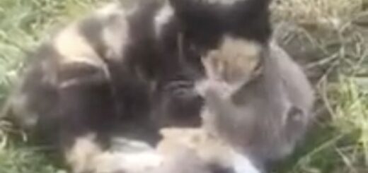巨大ネズミを毛繕いしまくる三毛猫