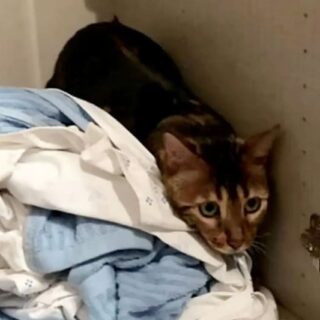 侵入窃盗犯に間違われた猫