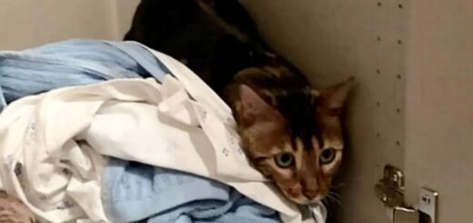 侵入窃盗犯に間違われた猫