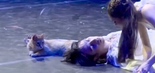 Watch a wayward cat upstage performers in final scene of ‘Romeo and Juliet’