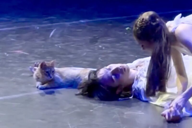 Watch a wayward cat upstage performers in final scene of ‘Romeo and Juliet’