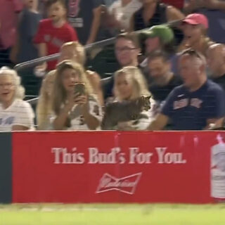 試合中にロジャー・ディーン・スタジアムに乱入した猫