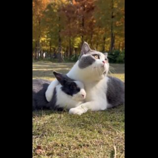 仲良しな猫とウサギ