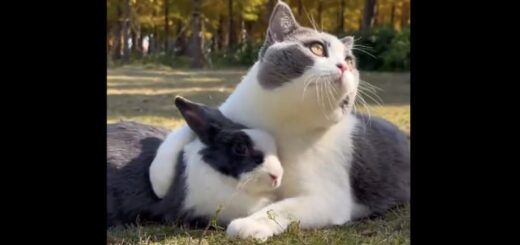 仲良しな猫とウサギ